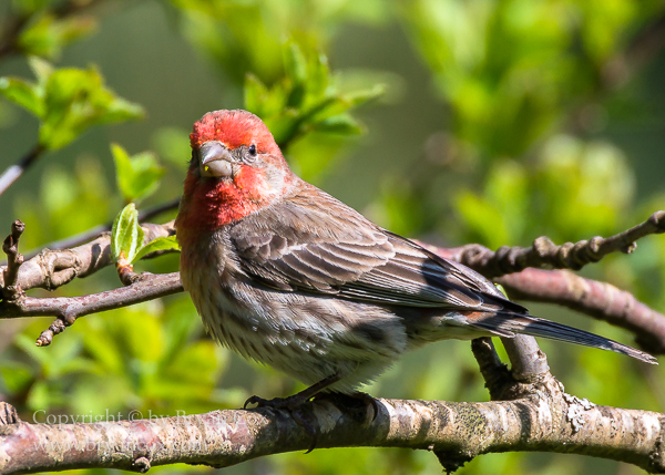 Image of House Finch