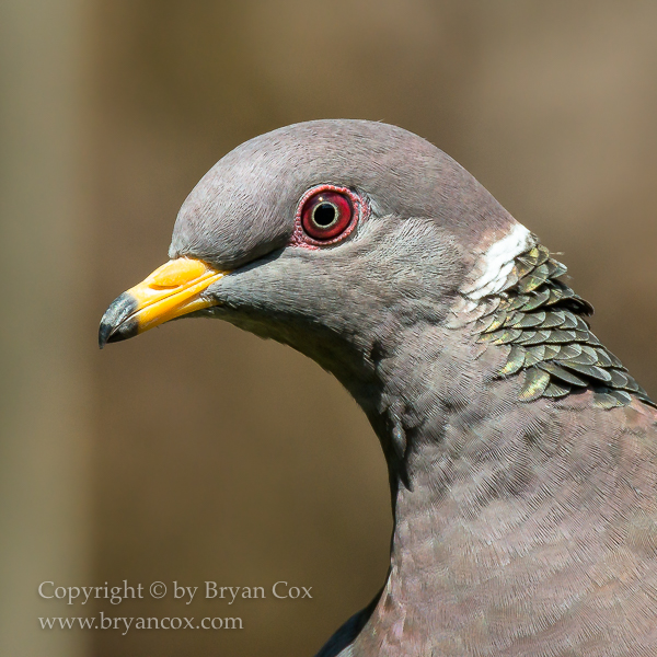 Image of Band-tailed Pigeon