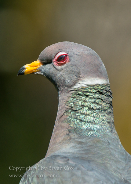 Image of Band-tailed Pigeon