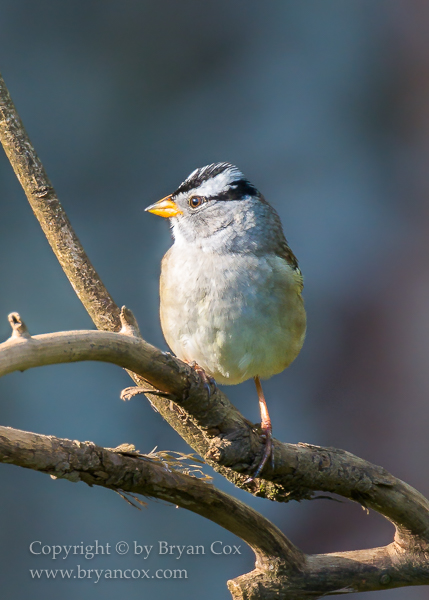 Image of White-crowned Sparrow