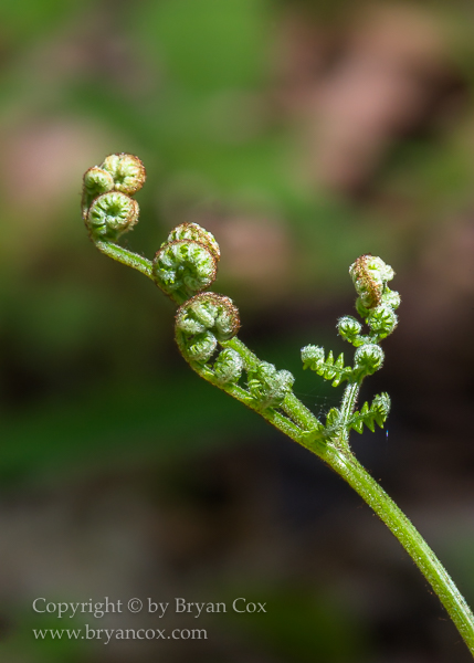 Image of Bracken Fern