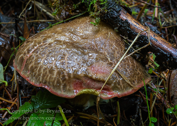 Image of Bolete