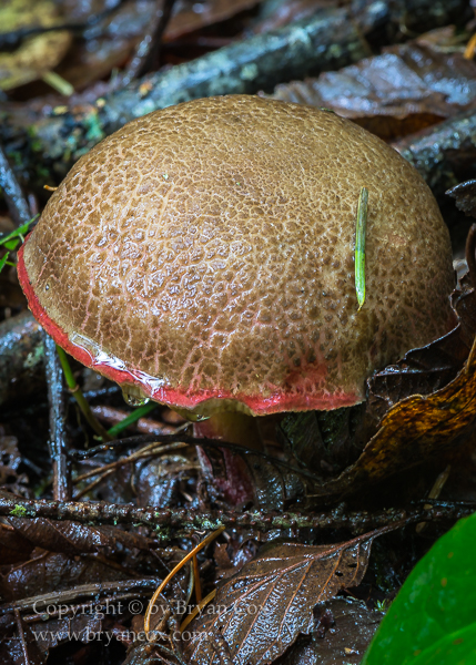 Image of Bolete