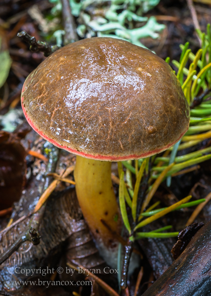 Image of Bolete