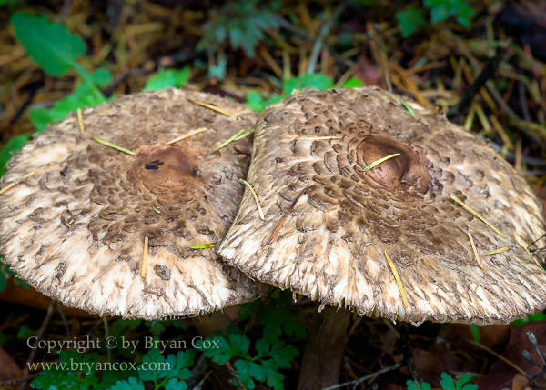 Image of Shaggy Parasol