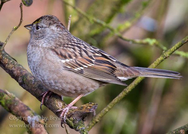 Image of Golden-crowned Sparrow