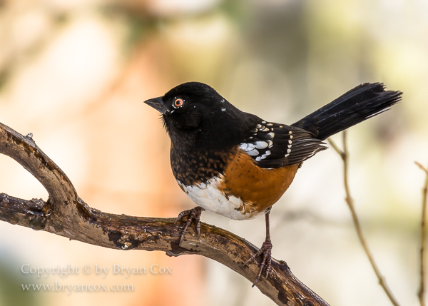 Image of Spotted Towhee