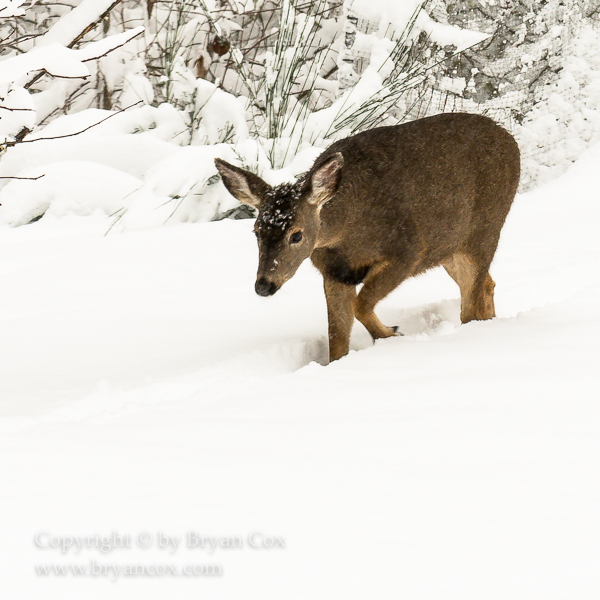 Image of Black-tailed Deer