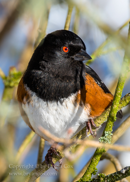 Image of Spotted Towhee