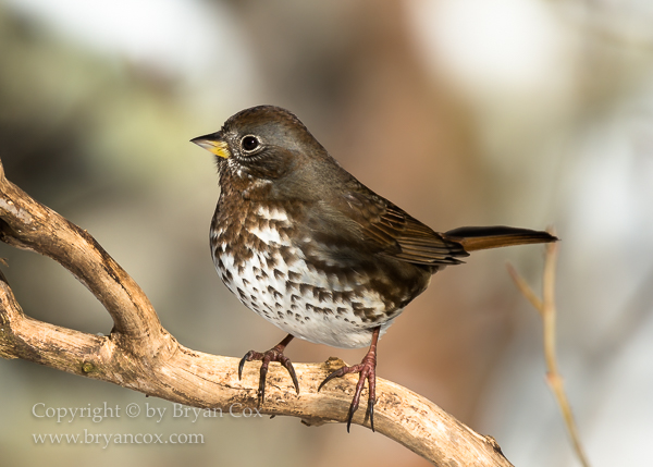 Image of Fox Sparrow