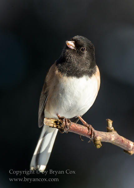 Image of Dark-eyed Junco