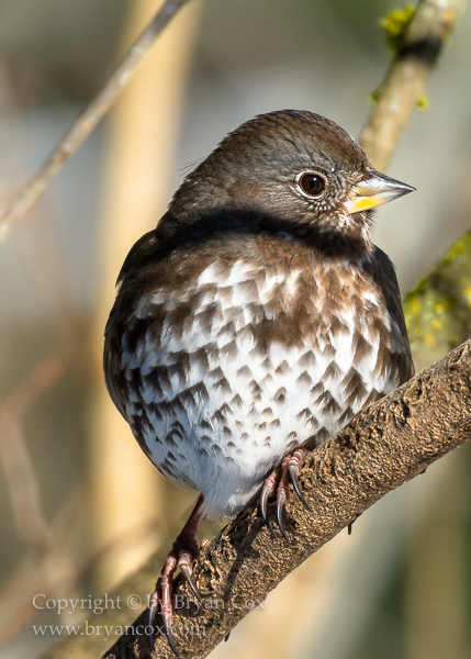 Image of Fox Sparrow