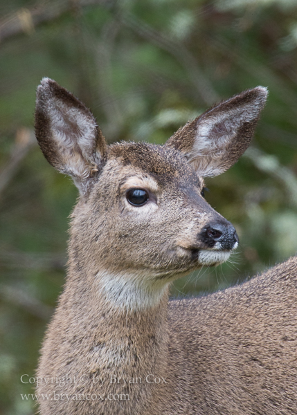 Image of Black-tailed Deer