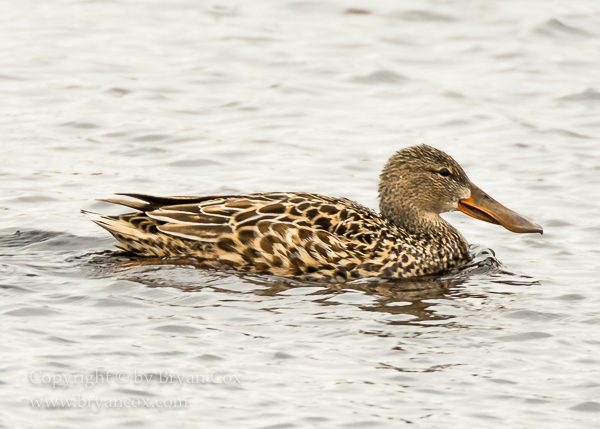 Image of Northern Shoveler