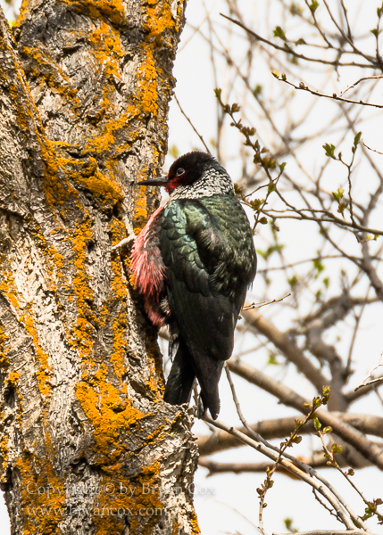 Image of Lewis' Woodpecker