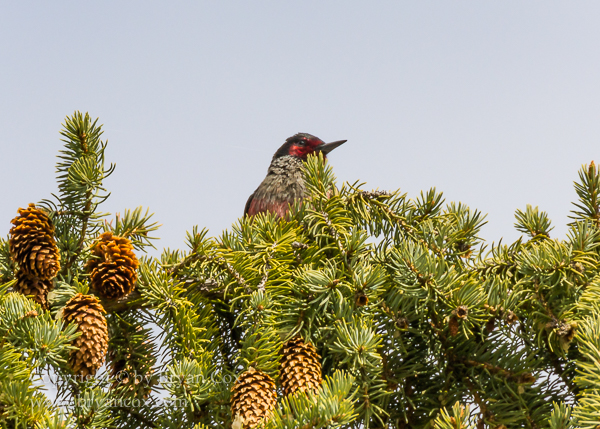 Image of Lewis' Woodpecker