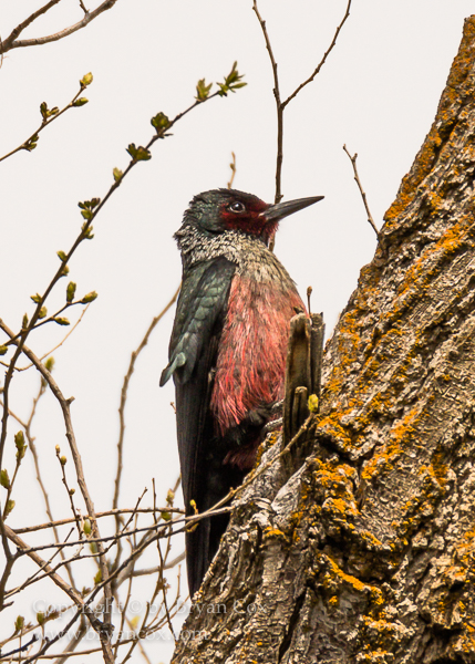 Image of Woodpeckers