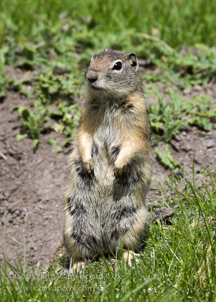 Image of Prairie Dog