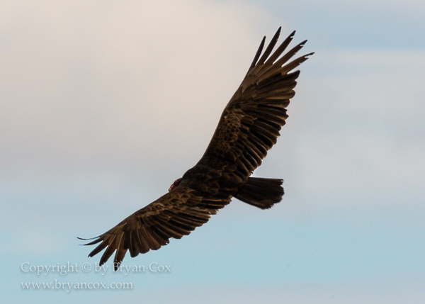 Image of Turkey Vulture