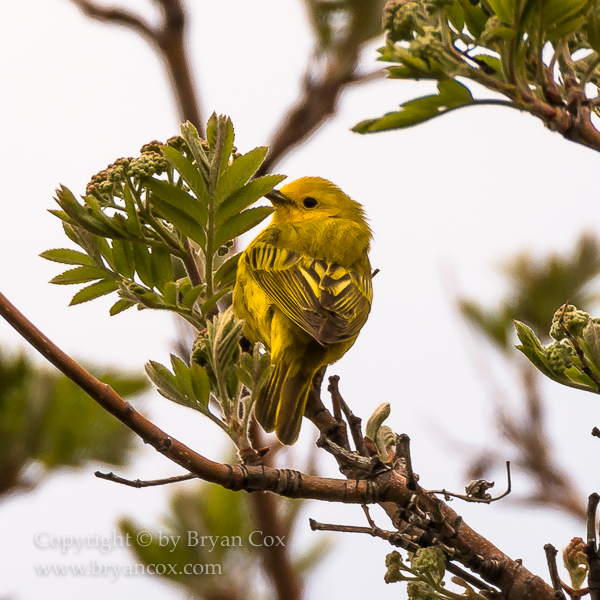 Image of Yellow Warbler