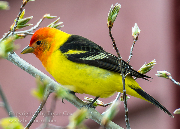 Image of Western Tanager