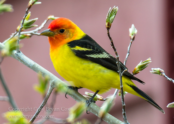 Image of Western Tanager