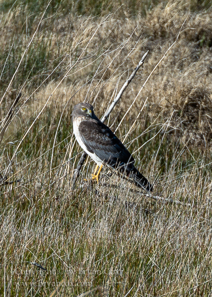 Image of Northern Harrier (Marsh Hawk)