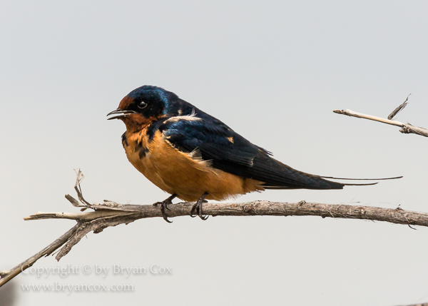 Image of Martins, Swallows, & Swifts