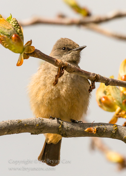 Image of Say's Phoebe