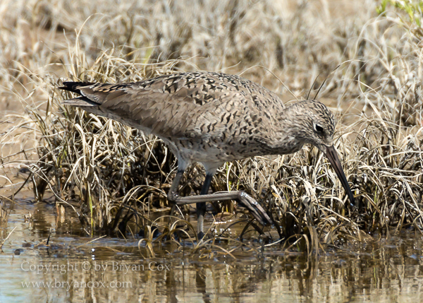 Image of Willet