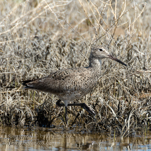 Image of Willet