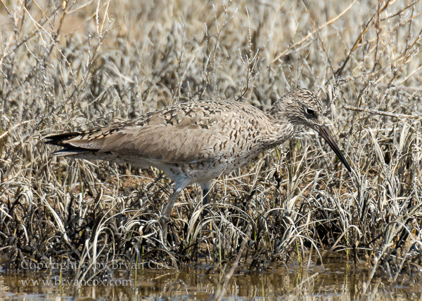 Image of Willet