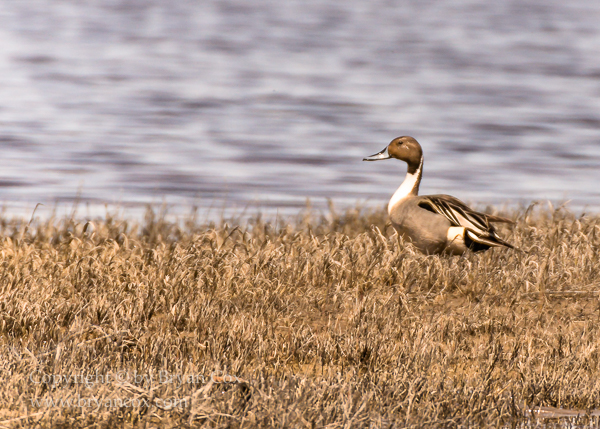 Image of Northern Pintail