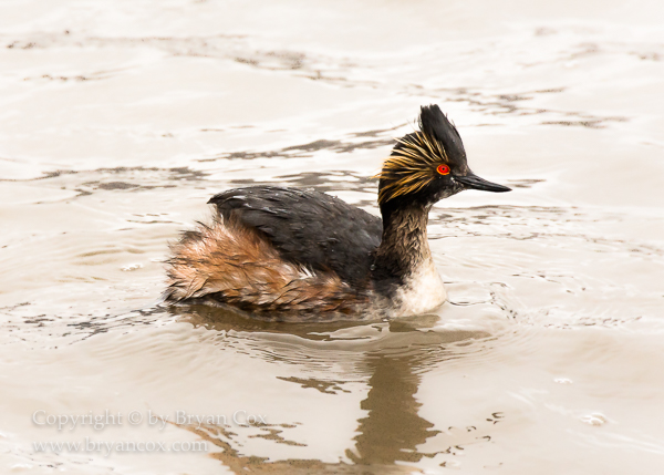 Image of Eared Grebe