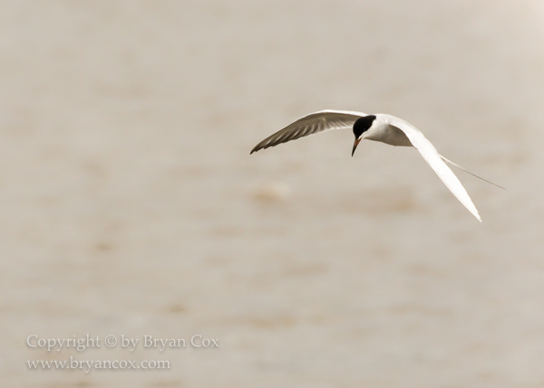 Image of Common Tern