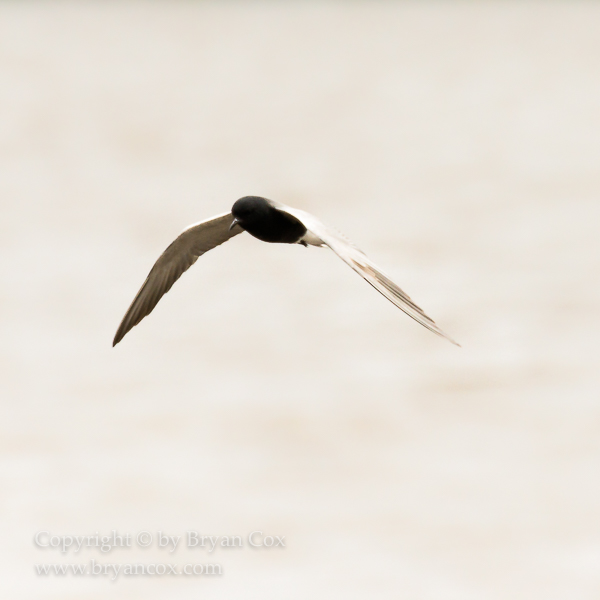 Image of Black Tern