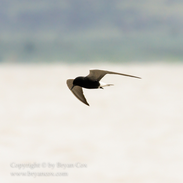 Image of Black Tern