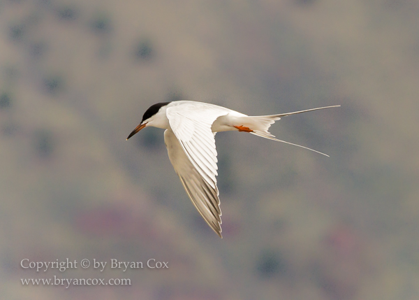 Image of Common Tern