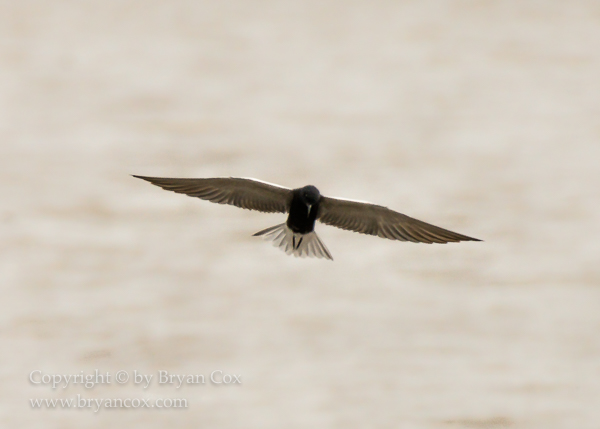 Image of Black Tern