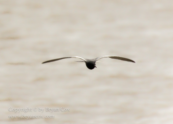 Image of Black Tern