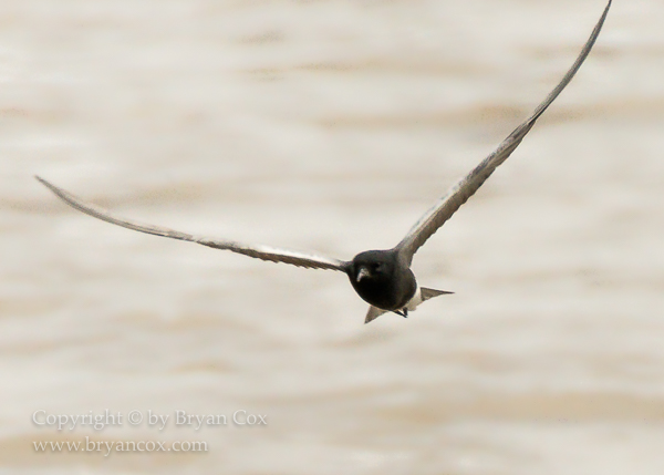 Image of Black Tern