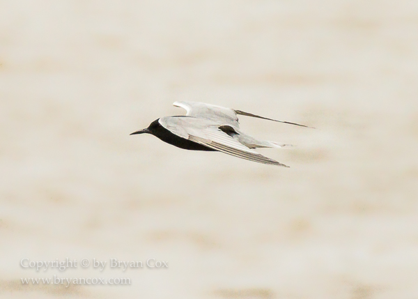 Image of Black Tern