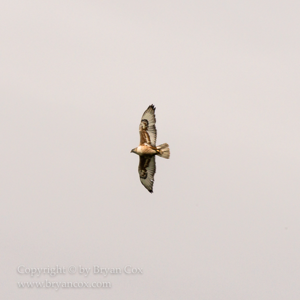 Image of Red-tailed Hawk