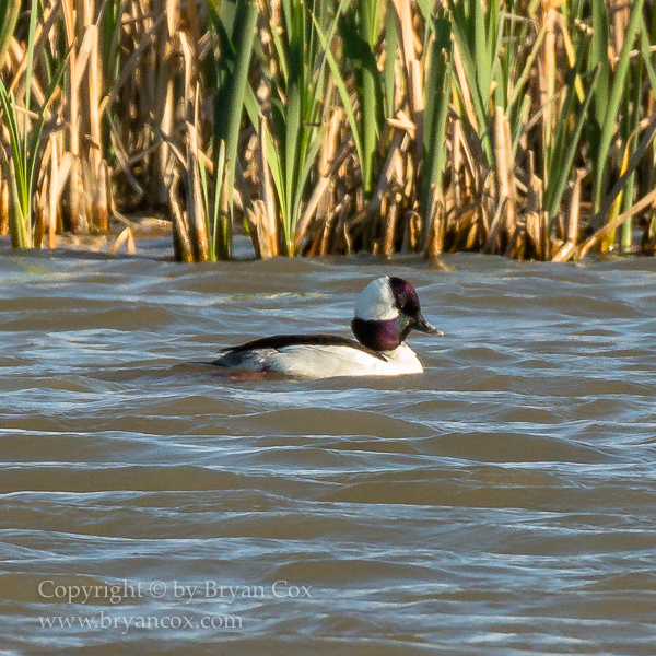 Image of Bufflehead