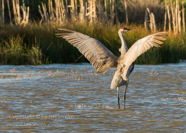 Image of Sandhill Crane