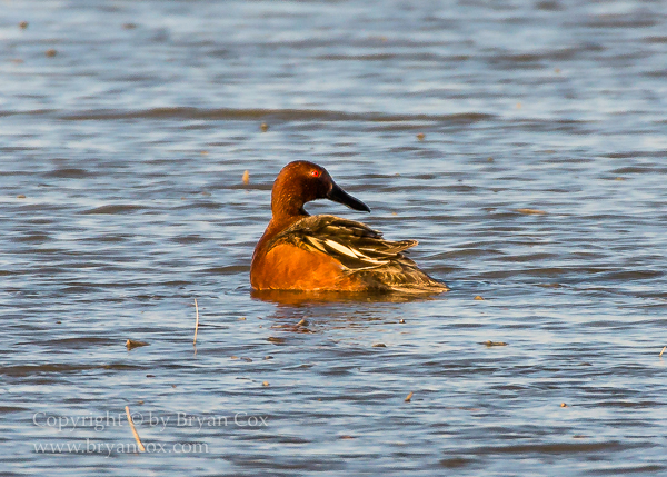 Image of Cinnamon Teal