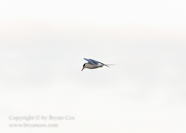 Image of Common Tern