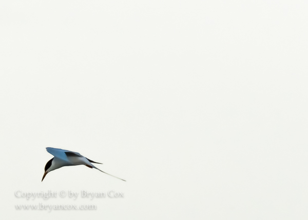 Image of Common Tern