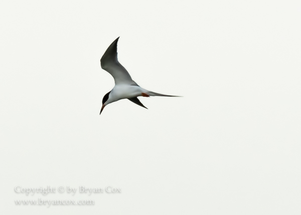 Image of Common Tern