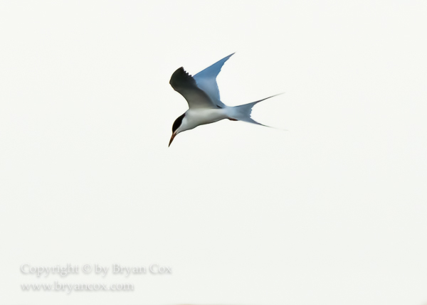 Image of Common Tern